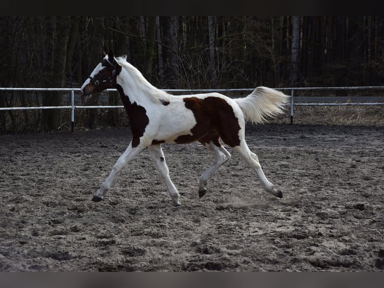 Polski koń sportowy Klacz 1 Rok 170 cm Srokata in Chełmno