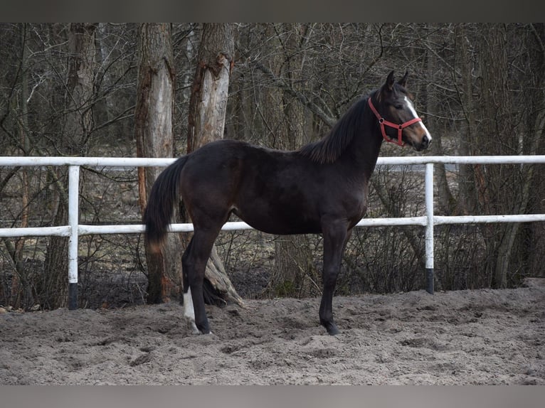 Polski koń sportowy Klacz 1 Rok 175 cm Gniada in Chełmno