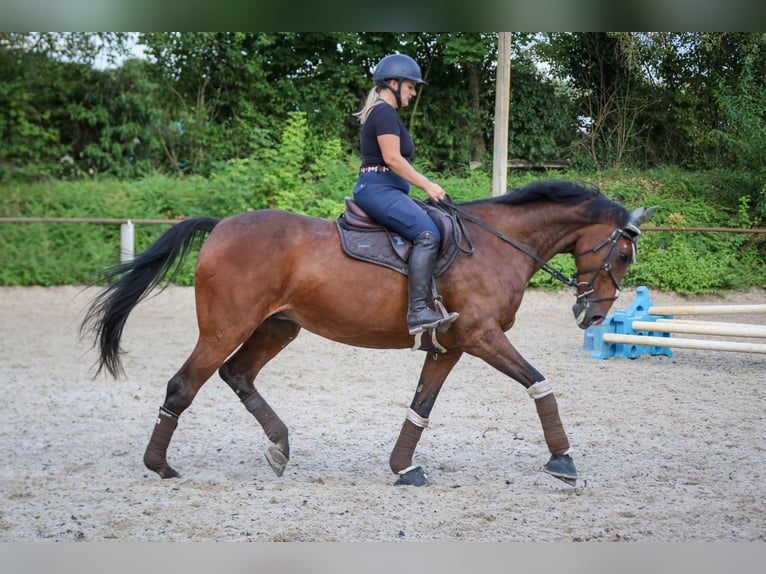 Polski koń sportowy Klacz 20 lat 173 cm Gniada in Wallertheim