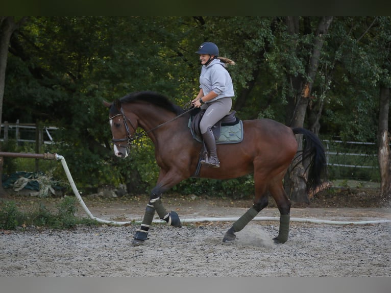 Polski koń sportowy Klacz 20 lat 173 cm Gniada in Wallertheim