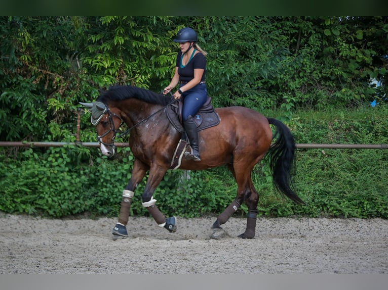 Polski koń sportowy Klacz 20 lat 173 cm Gniada in Wallertheim