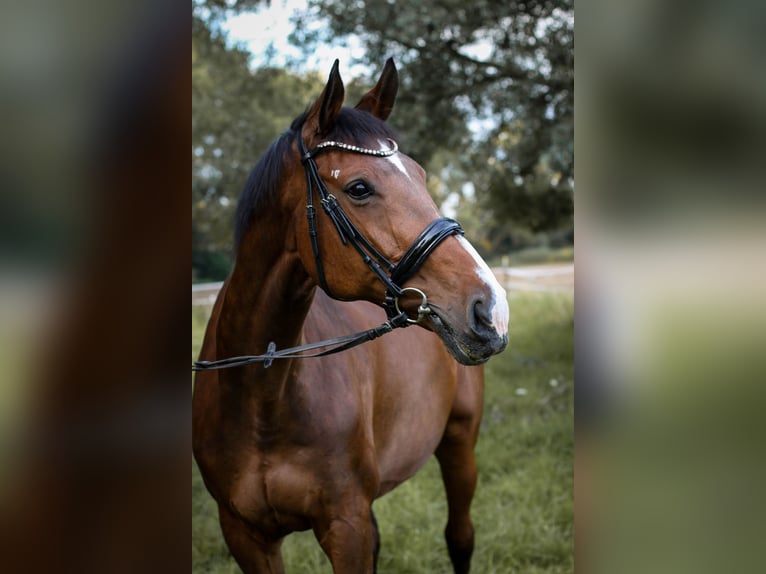 Polski koń sportowy Klacz 20 lat 173 cm Gniada in Wallertheim