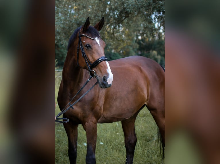 Polski koń sportowy Klacz 20 lat 173 cm Gniada in Wallertheim