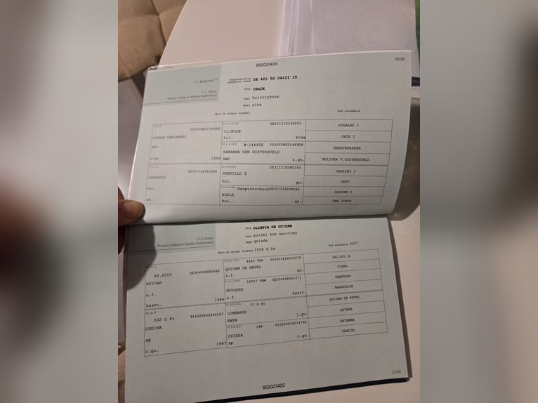 Polski koń sportowy Klacz 2 lat 160 cm Siwa in Brzeźno