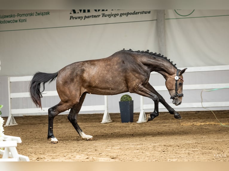 Polski koń sportowy Klacz 2 lat 165 cm Siwa in Dębowa Łąka