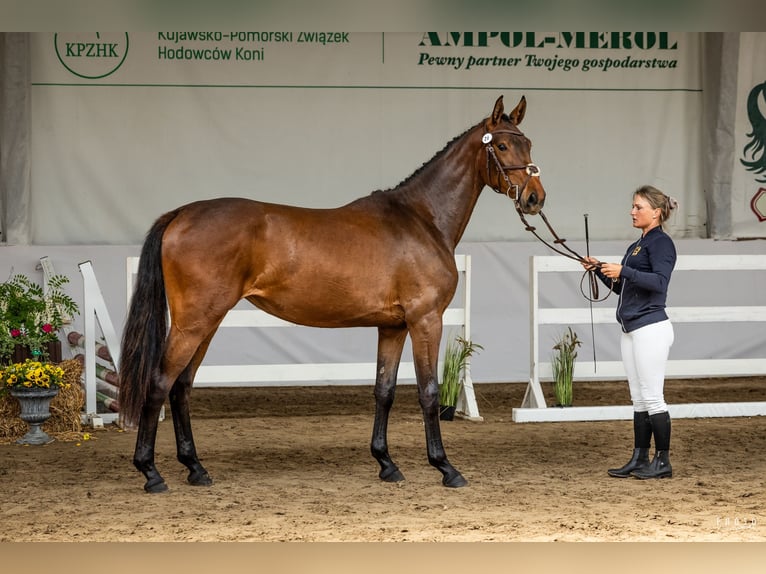 Polski koń sportowy Klacz 2 lat 170 cm Gniada in Bukwałd