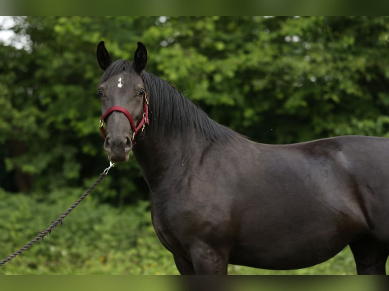 Polski koń sportowy Klacz 3 lat 165 cm Kara in Nowe Za&#x142;ubice