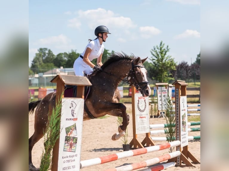 Polski koń sportowy Klacz 4 lat 160 cm Tarantowata in Turek Polski koń sportowy Klacz 4 lat 160 cm Tarantowata in Turek