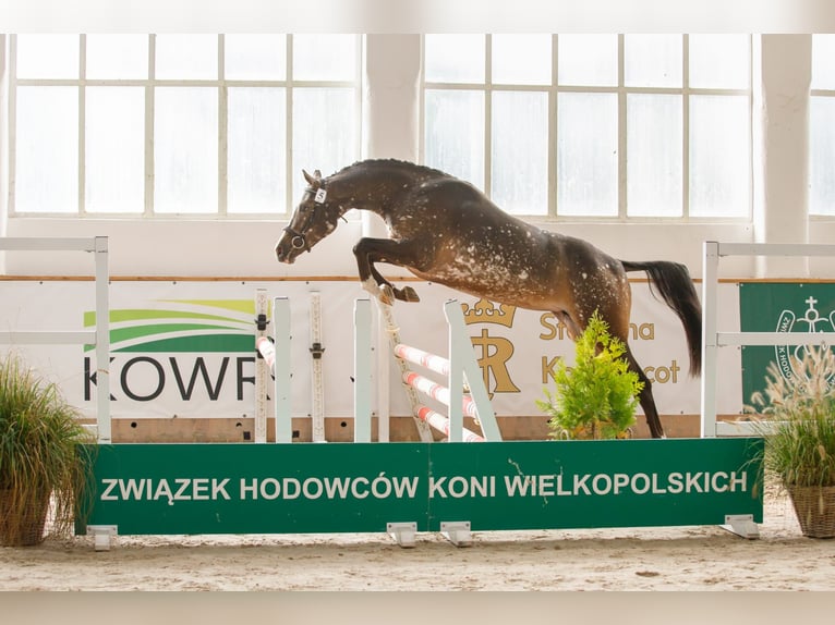 Polski koń sportowy Klacz 4 lat 160 cm Tarantowata in Turek Polski koń sportowy Klacz 4 lat 160 cm Tarantowata in Turek