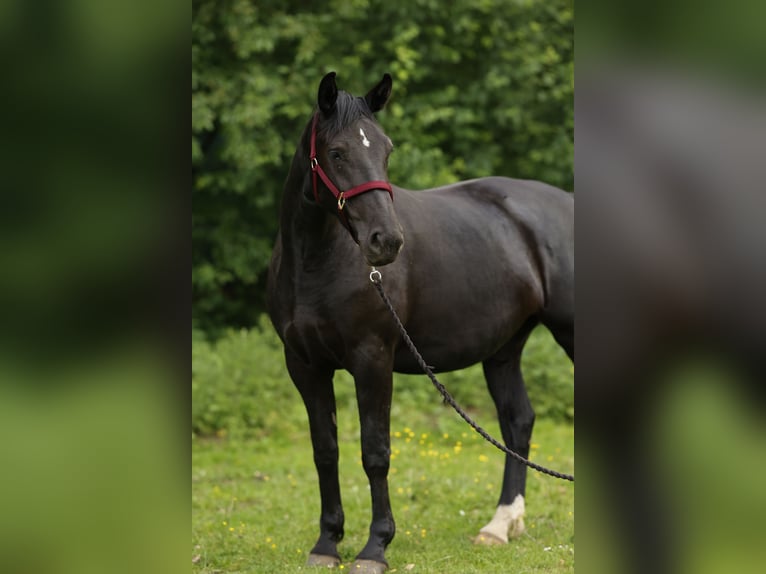 Polski koń sportowy Klacz 4 lat 165 cm Kara in Nowe Załubice