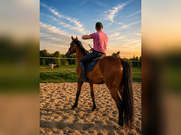 Polski koń sportowy Klacz 4 lat 169 cm Ciemnogniada in Jelenia Góra