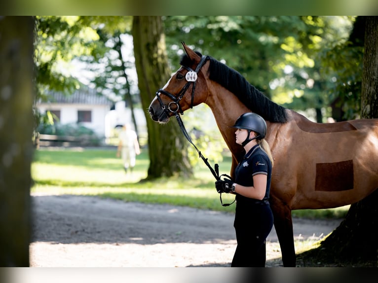 Polski koń sportowy Klacz 4 lat 174 cm Gniada in Zawiercie