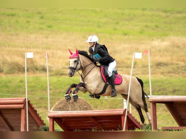 Polski koń sportowy Klacz 5 lat 145 cm Bułana in Karczemki
