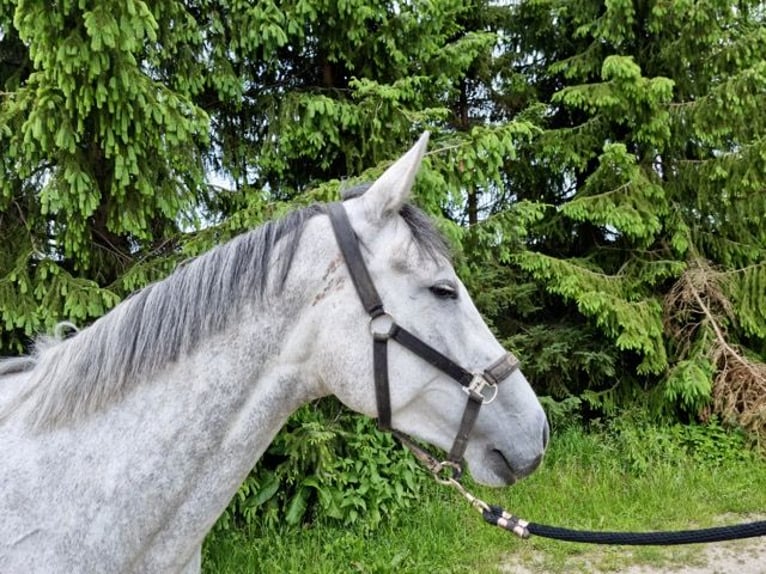 Polski koń sportowy Klacz 5 lat 162 cm Siwa in Puck