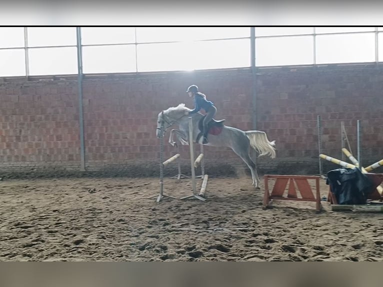 Polski koń sportowy Klacz 5 lat 163 cm Siwa in Olsztyn