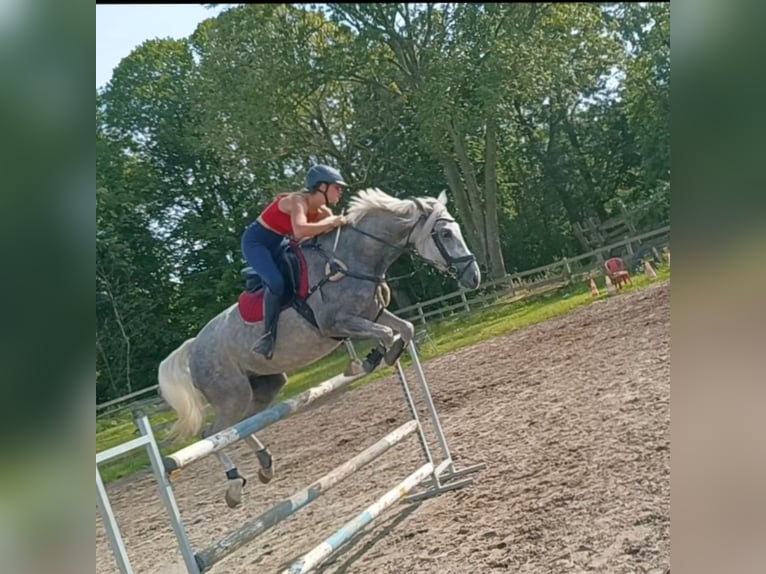 Polski koń sportowy Klacz 5 lat 163 cm Siwa in Olsztyn