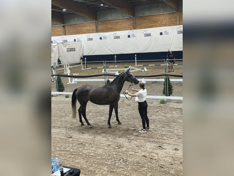 Polski koń sportowy Klacz 5 lat 165 cm Siwa in Gogołowa