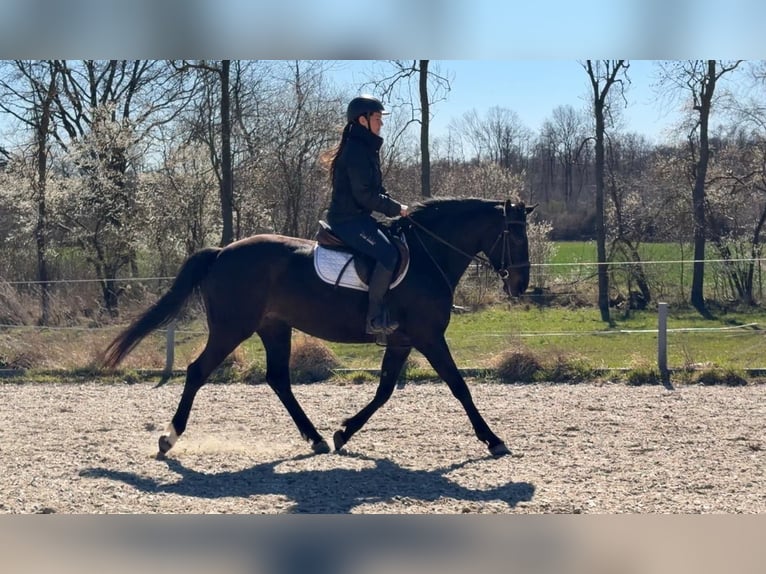 Polski koń sportowy Klacz 5 lat 165 cm Skarogniada in Papenhagen