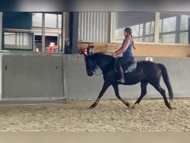 Polski koń sportowy Klacz 5 lat 165 cm Skarogniada in Papenhagen