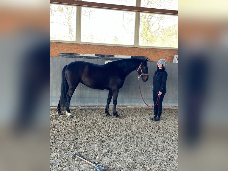 Polski koń sportowy Klacz 5 lat 165 cm Skarogniada in Papenhagen