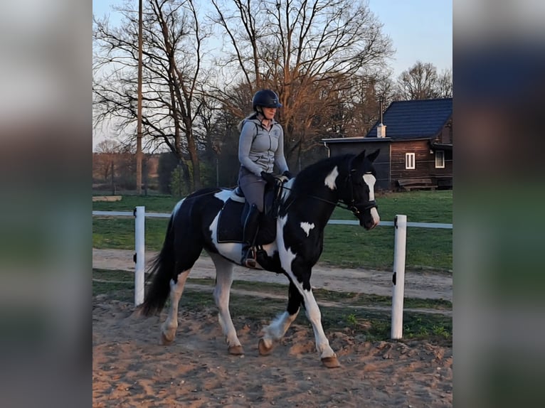 Polski koń sportowy Klacz 5 lat 165 cm Srokata in Forst