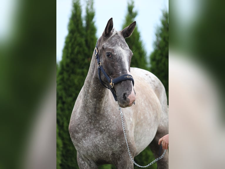 Polski koń sportowy Klacz 5 lat 165 cm Tarantowata in Przysieka
