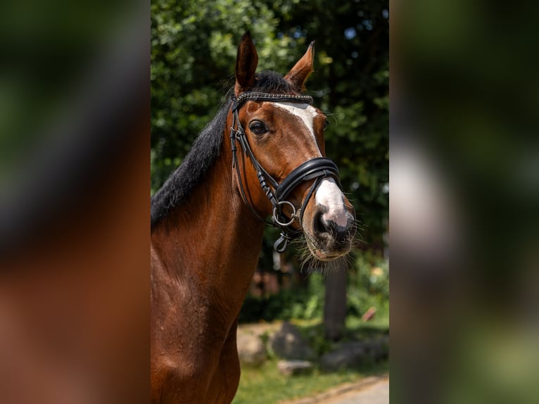 Polski koń sportowy Klacz 5 lat 166 cm Gniada in Kaleń Towarzystwo