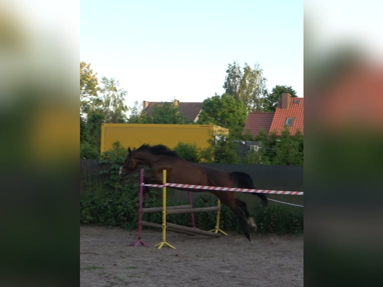 Polski koń sportowy Klacz 5 lat 168 cm Gniada in Masłów