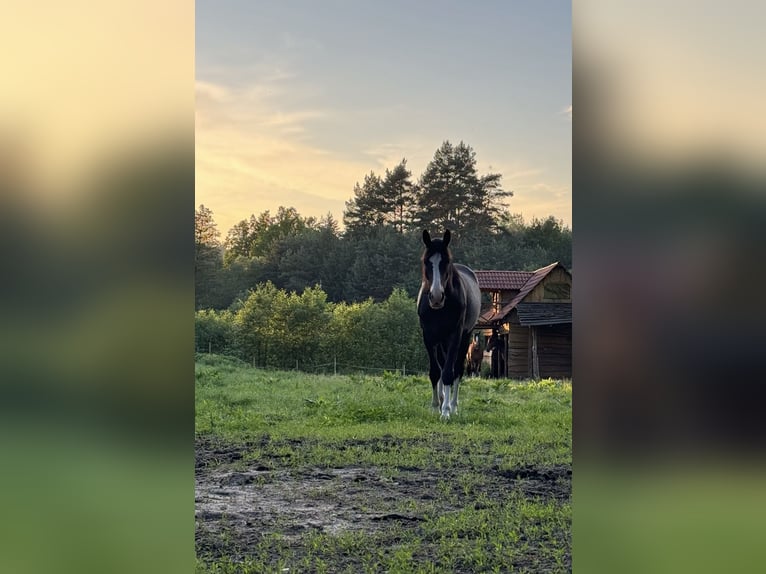 Polski koń sportowy Klacz 5 lat 170 cm Ciemnogniada in Barlinek