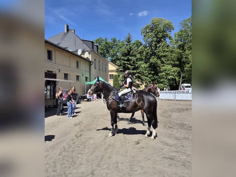 Polski koń sportowy Klacz 5 lat 170 cm Ciemnogniada in Barlinek