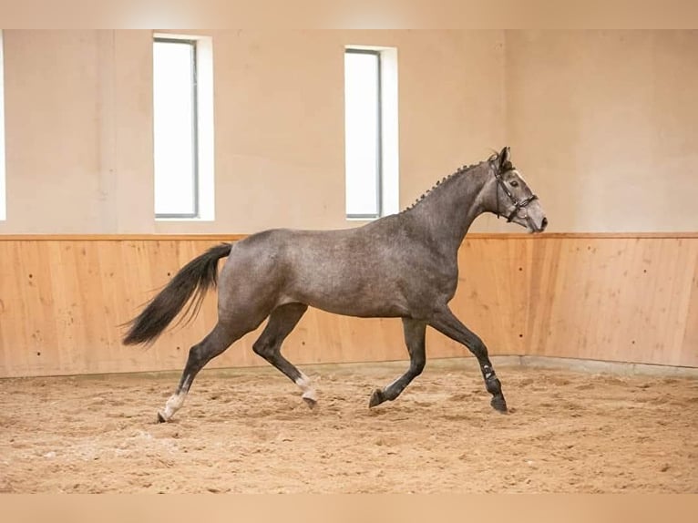 Polski koń sportowy Klacz 5 lat 173 cm Siwa in Gołymin-Ośrodek