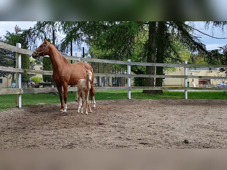 Polski koń sportowy Klacz 6 lat 153 cm Kasztanowata in Turek