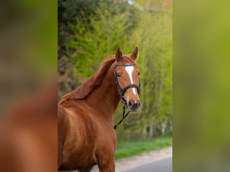 Polski koń sportowy Klacz 6 lat 153 cm Kasztanowata in Turek