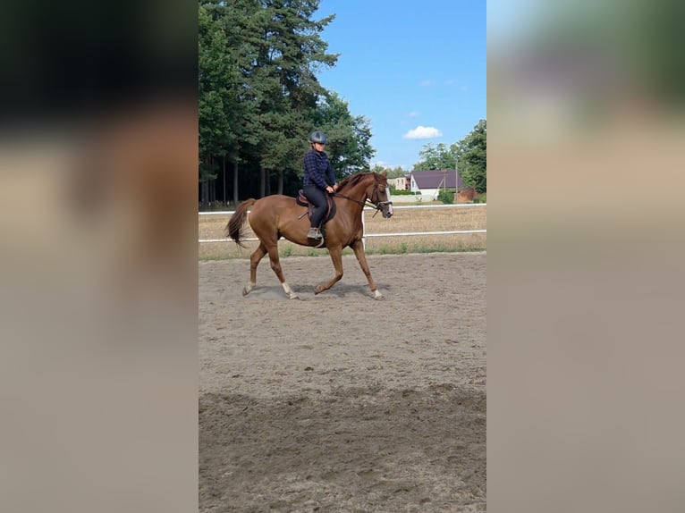 Polski koń sportowy Klacz 6 lat 162 cm Kasztanowata in Ostr&#xF3;w Wielkopolski
