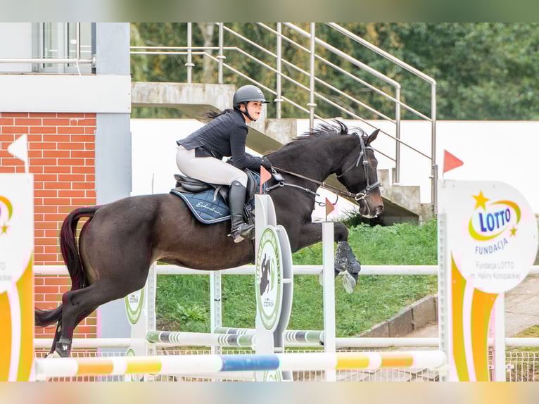 Polski koń sportowy Klacz 6 lat 165 cm Kara in Lasocin