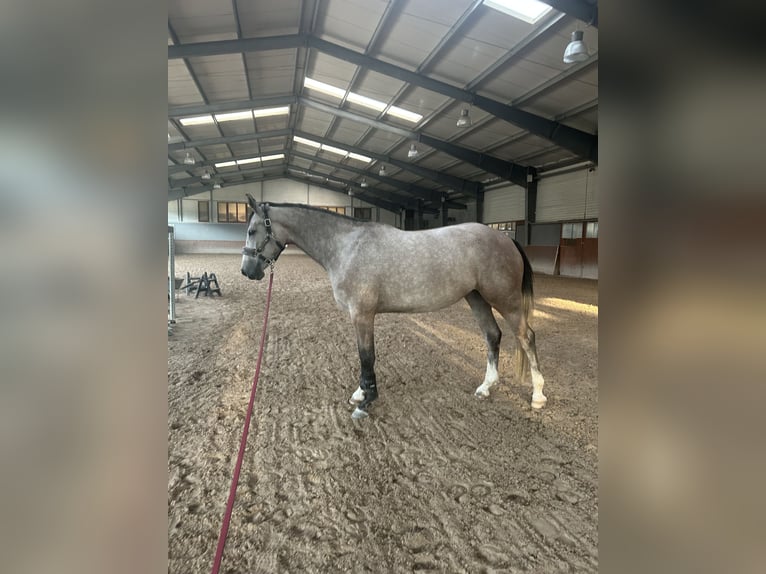 Polski koń sportowy Klacz 6 lat 165 cm Siwa in Oświęcim