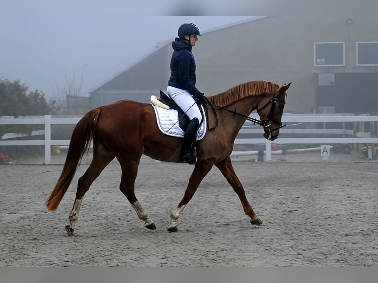Polski koń sportowy Klacz 6 lat 166 cm Kasztanowata in Forst