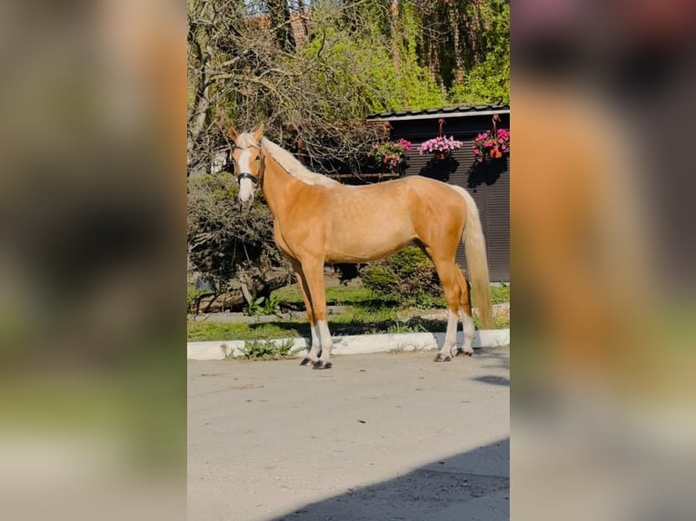 Polski koń sportowy Klacz 6 lat 168 cm Izabelowata in Piecowice