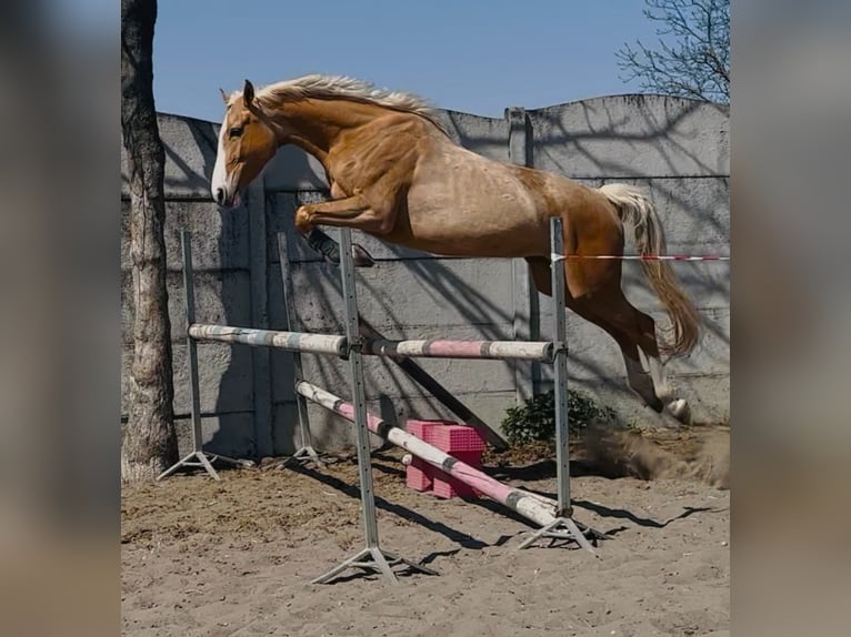Polski koń sportowy Klacz 6 lat 168 cm Izabelowata in Piecowice