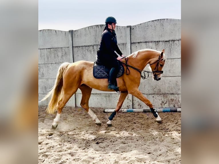 Polski koń sportowy Klacz 6 lat 168 cm Izabelowata in Piecowice
