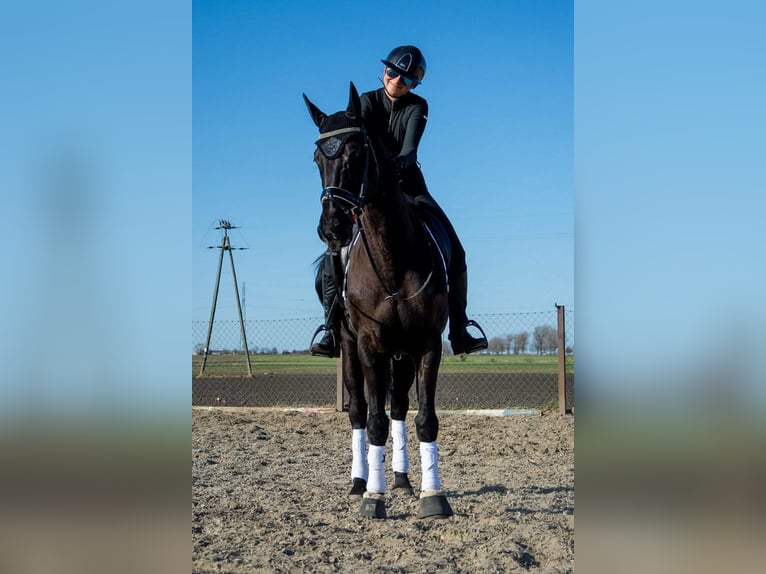 Polski koń sportowy Klacz 6 lat 168 cm Kara in Kaczkowo