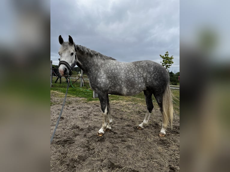 Polski koń sportowy Klacz 7 lat 162 cm Siwa in Lidzbark