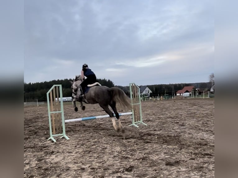 Polski koń sportowy Klacz 7 lat 162 cm Siwa in Lidzbark