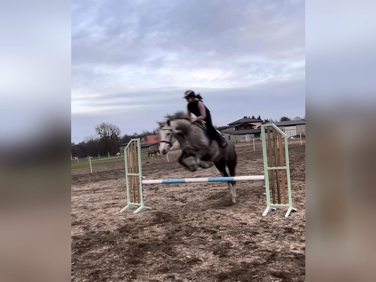Polski koń sportowy Klacz 7 lat 162 cm Siwa in Lidzbark