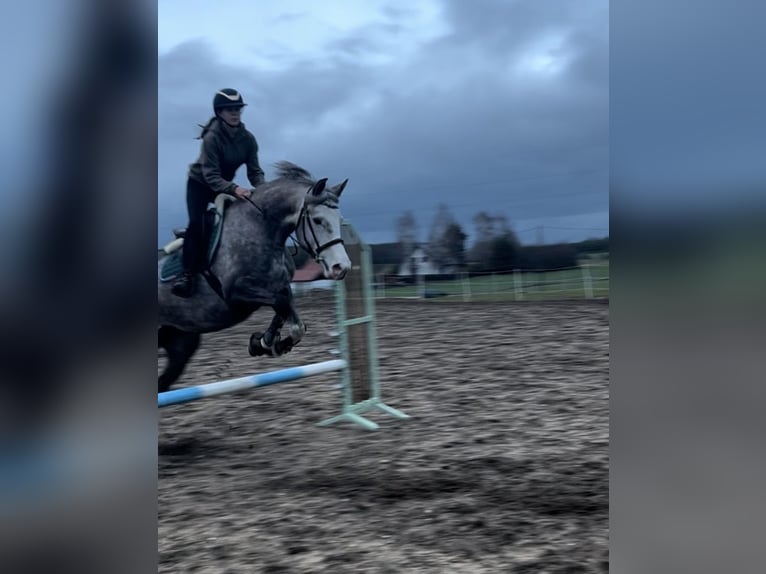 Polski koń sportowy Klacz 7 lat 162 cm Siwa in Lidzbark
