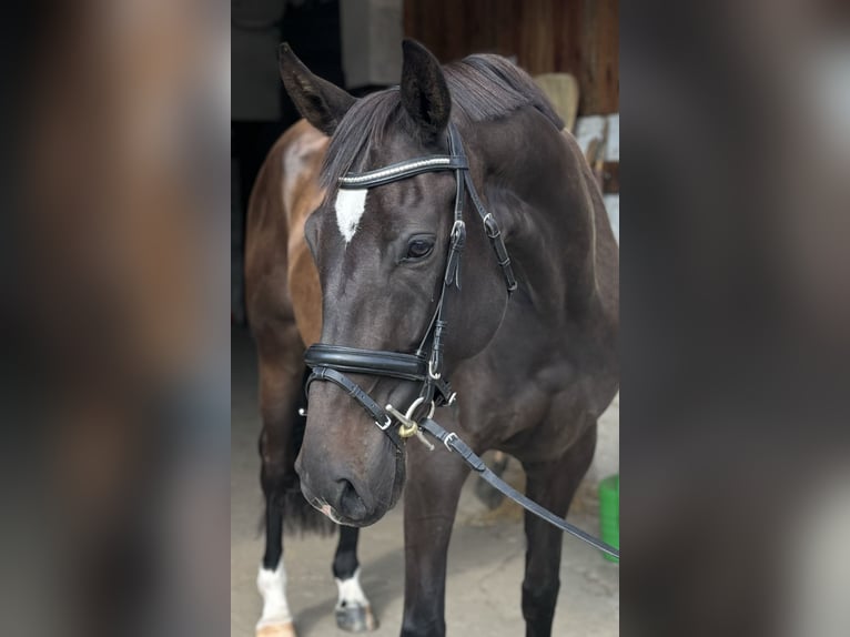 Polski koń sportowy Klacz 7 lat 165 cm Kara in Lasocin