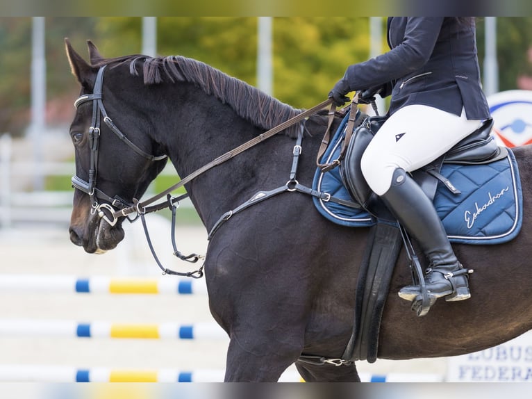 Polski koń sportowy Klacz 7 lat 165 cm Kara in Lasocin