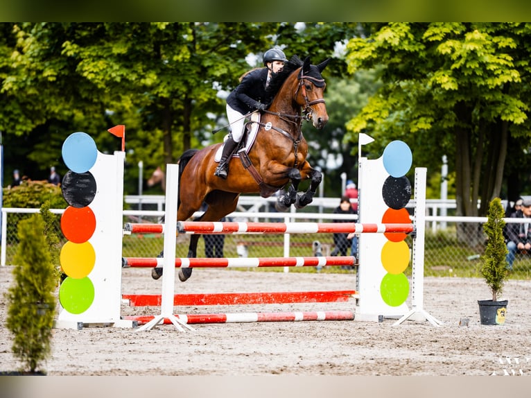 Polski koń sportowy Klacz 7 lat 169 cm Gniada in Motycz-Józefin