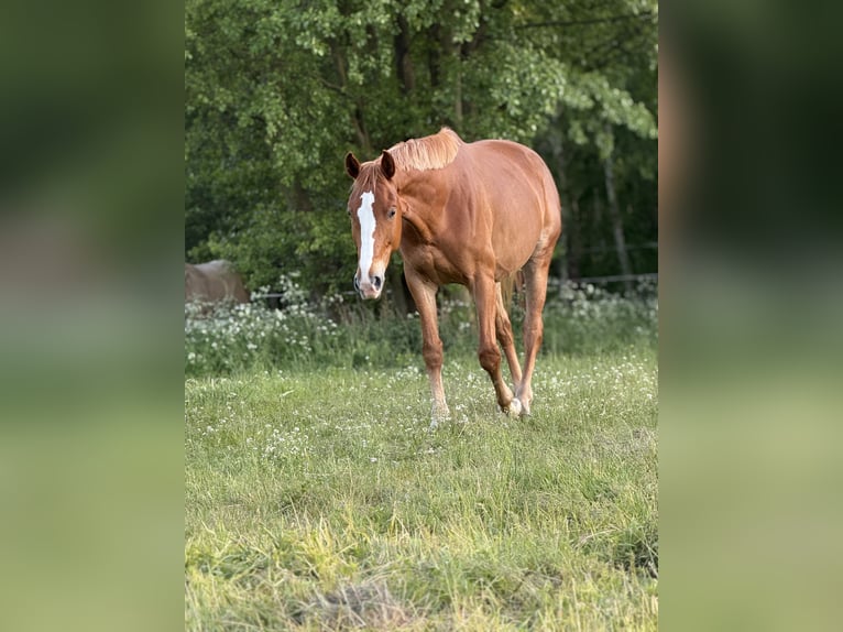 Polski koń sportowy Klacz 7 lat 170 cm Kasztanowata in Gądki
