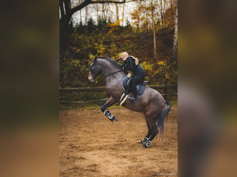 Polski koń sportowy Klacz 7 lat 178 cm Tarantowata in Sulmin